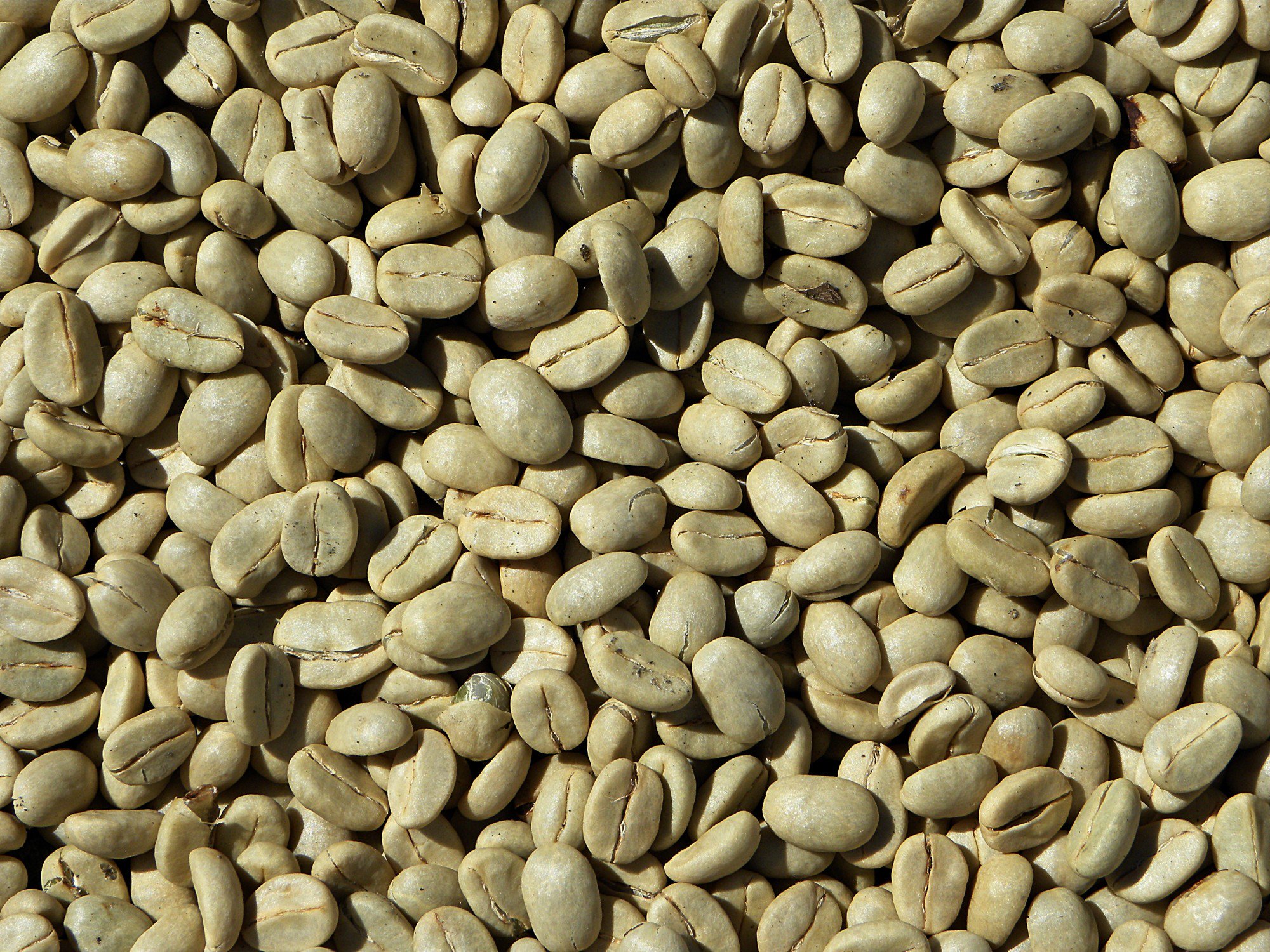 حبوب القهوة الخضراء